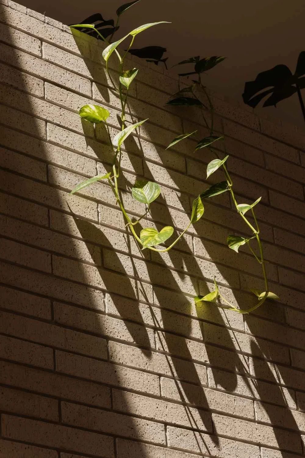 Comma Projects Zoei Planters