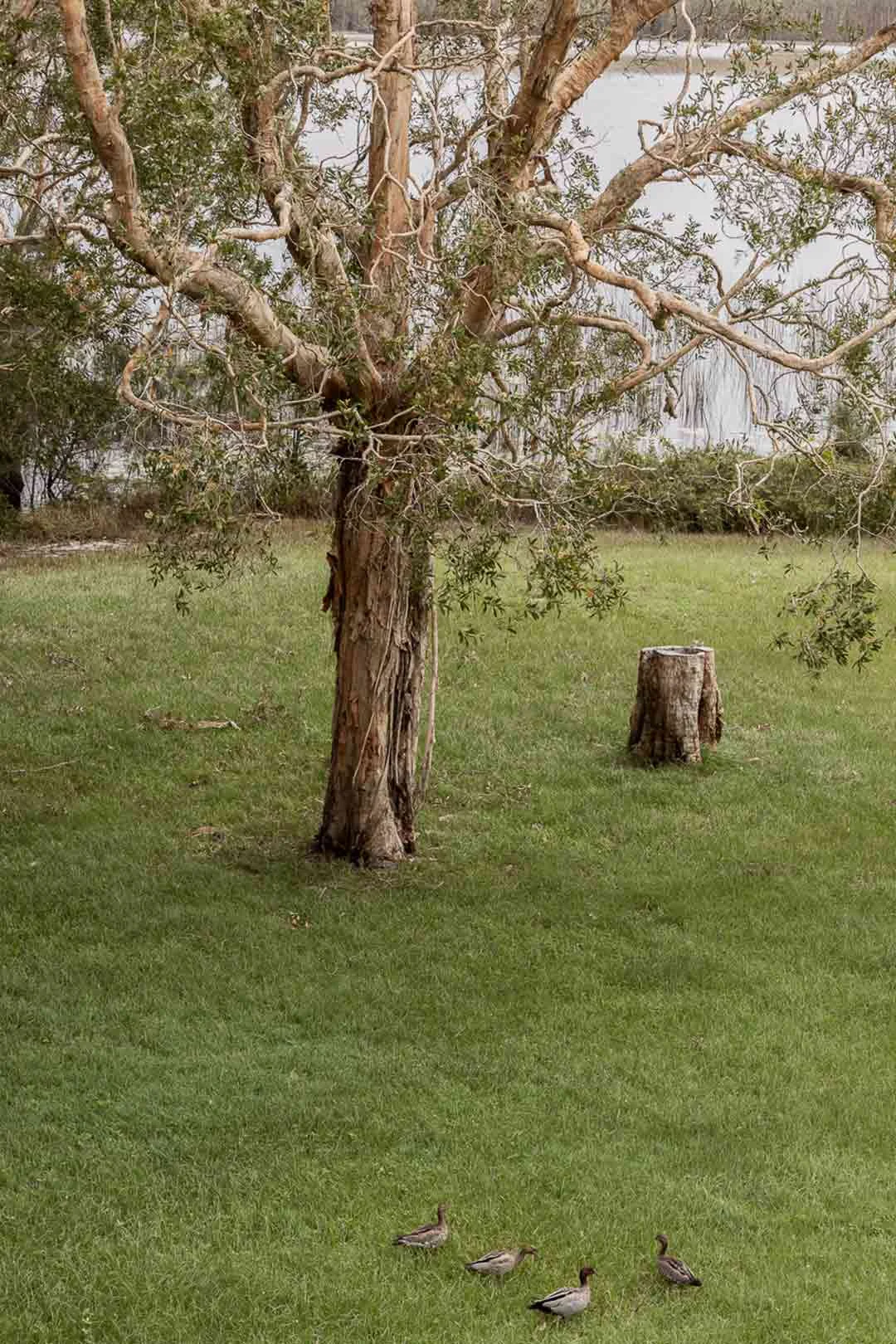 grass-park-paper-bark-tree-with-ducks-waddling