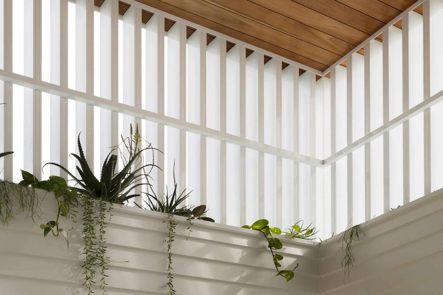 Happy-Haus-Modern-Interior-Design-Blackbutt-Timber-Skylight-Plants